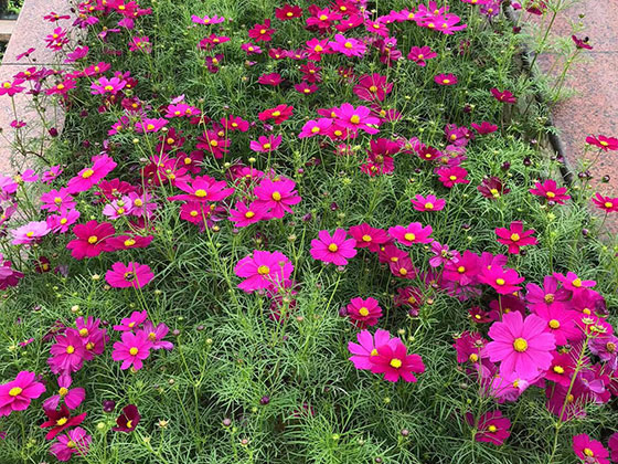 大同鲜花绿植仿真花批发-屋顶绿化设计